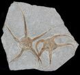 Large Ordovician Brittle Star (Ophiura) Fossil Pair #37041-1